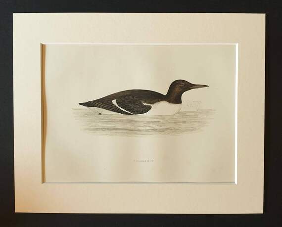 Original 1891 hand coloured bird print in mount - Guillemot