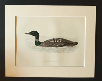 Great Northern Diver - Original 1891 hand coloured bird print in mount