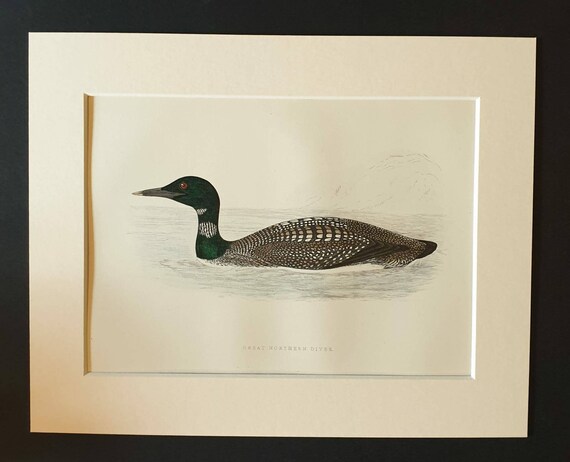 Original 1891 hand coloured bird print in mount - Great Northern Diver