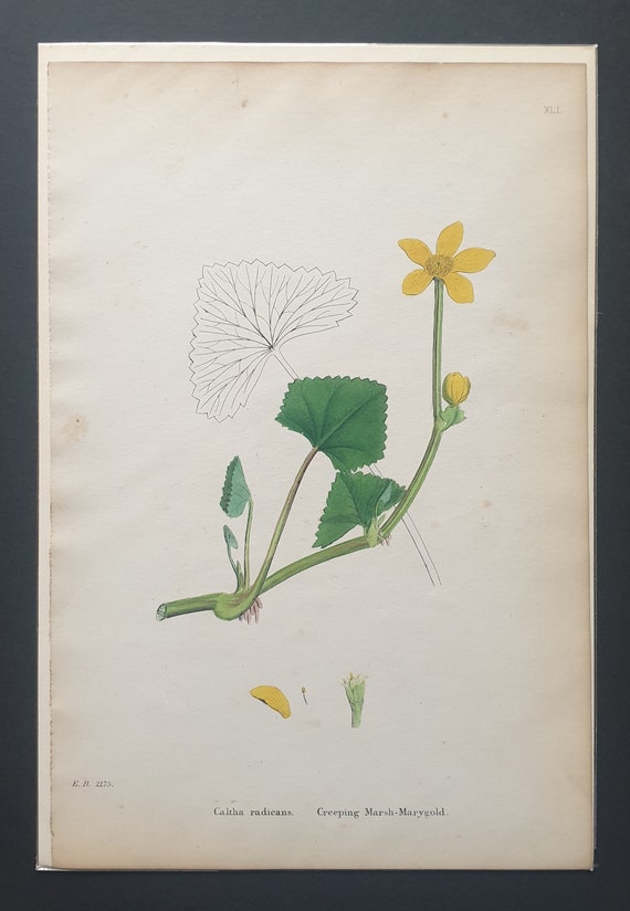 Creeping Marsh Marygold - Original 1863 Sowerby botanical print