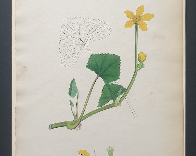 Creeping Marsh Marygold - Original 1863 Sowerby botanical print