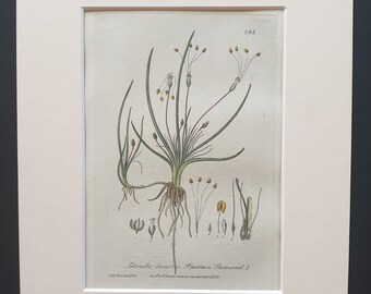 Plantain Shore Weed - Original 1839 hand coloured flower print in mount
