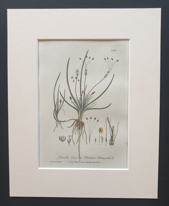 Plantain Shore Weed - Original 1839 hand coloured flower print in mount