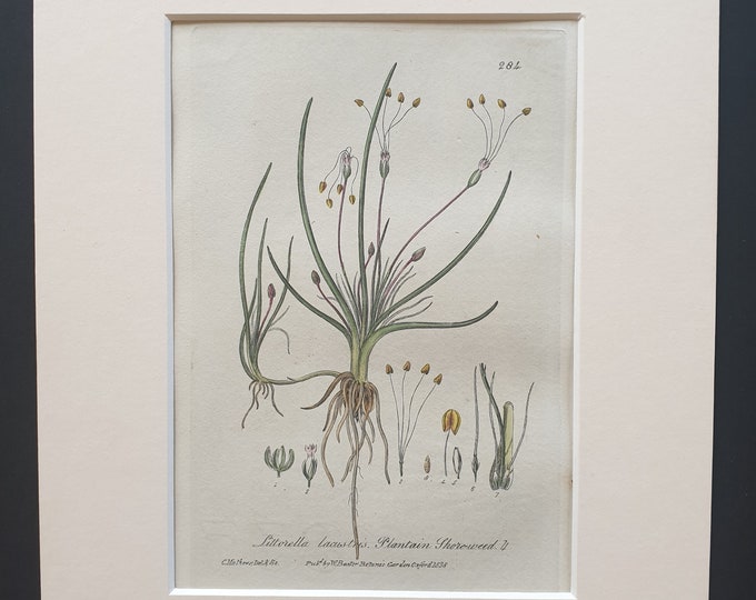 Plantain Shore Weed - Original 1839 hand coloured flower print in mount