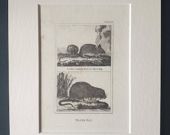 Long Tailed Field Mouse and Water Rat - Original 1812 Buffon print in mount