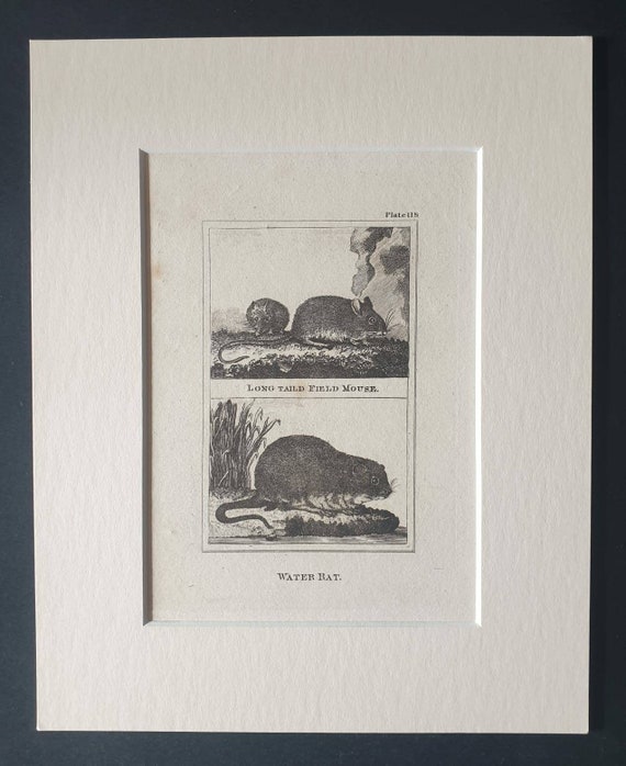 Original 1812 Buffon print in mount - Long Tailed Field Mouse and Water Rat