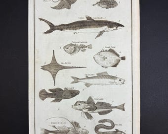 Fishes - Tab. I - Original c1785 Antique Print