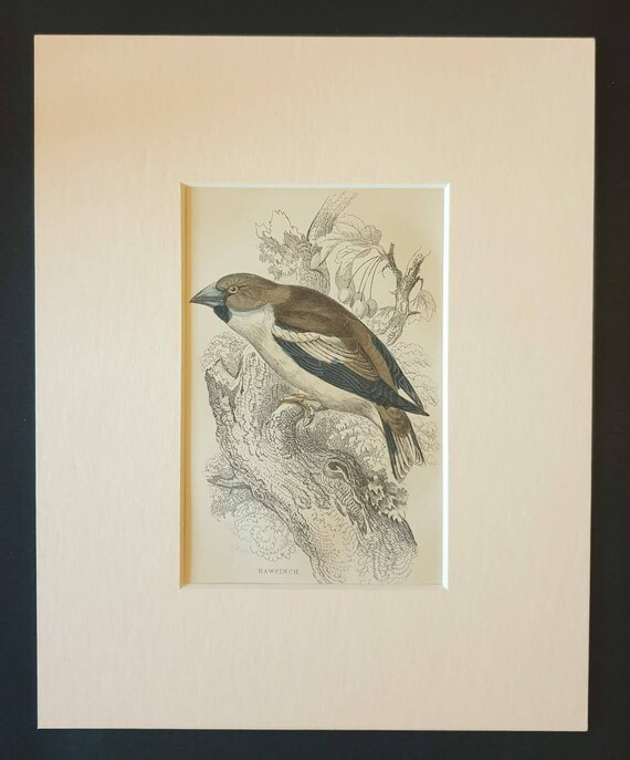 Original c1840 hand coloured bird print in mount - Hawfinch
