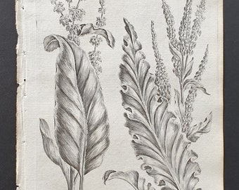 Common and Curled Dock - Original 1802 Culpeper engraving (55)