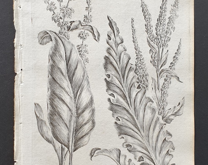 Common and Curled Dock - Original 1802 Culpeper engraving (55)