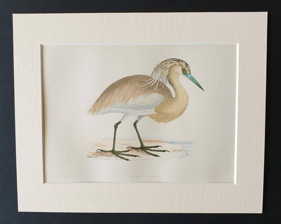 Original 1891 hand coloured bird print in mount -  Squacco Heron