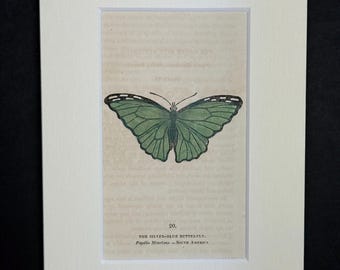 The Silver-Blue Butterfly - Original 1832 Hand Coloured Antique Print