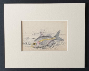 Commerson's Ambassis - Original 1843 hand coloured fish print in mount