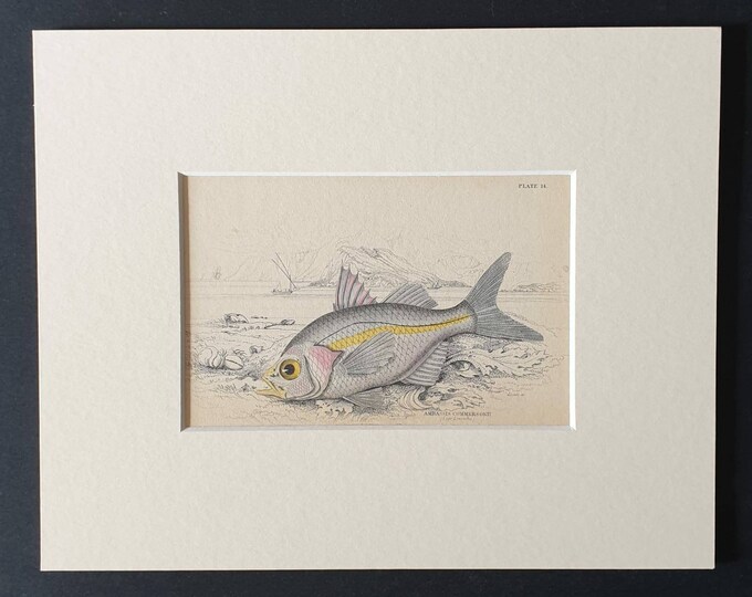 Original 1843 hand coloured fish print in mount - Commerson's Ambassis