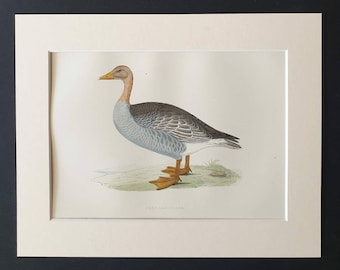 Grey Lag Goose - Original 1891 hand coloured bird print in mount