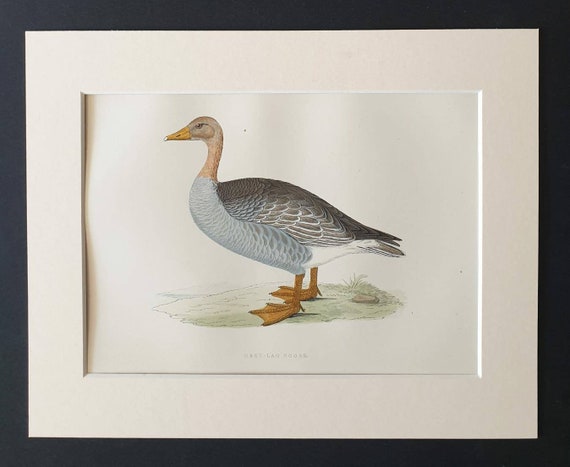 Original 1891 hand coloured bird print in mount - Grey Lag Goose