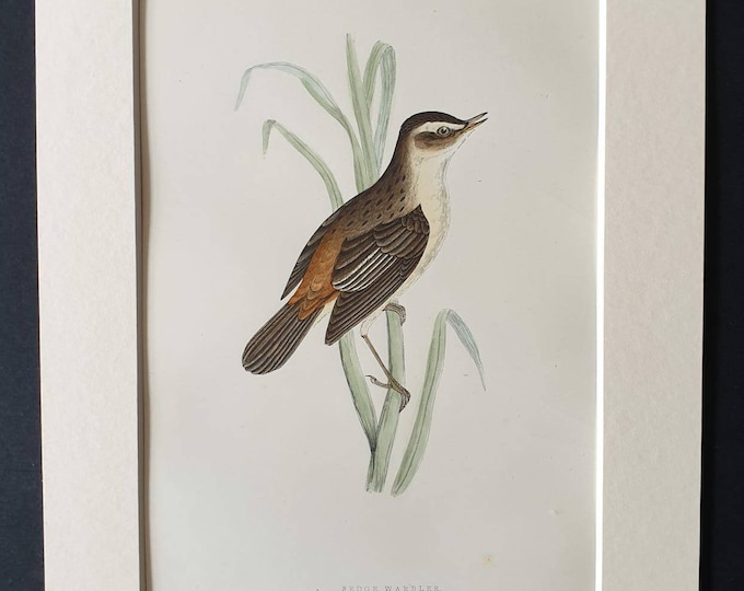 Original 1891 hand coloured bird print in mount - Sedge Warbler