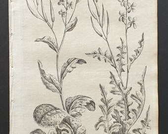 Turnep and Rocket Cabbage - Original 1802 Culpeper engraving (35)