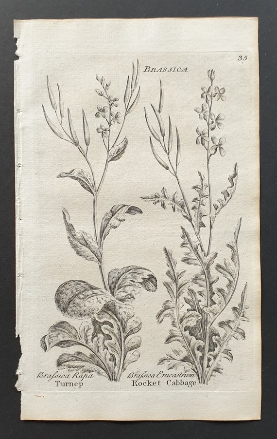 Turnep and Rocket Cabbage - Original 1802 Culpeper engraving (35)