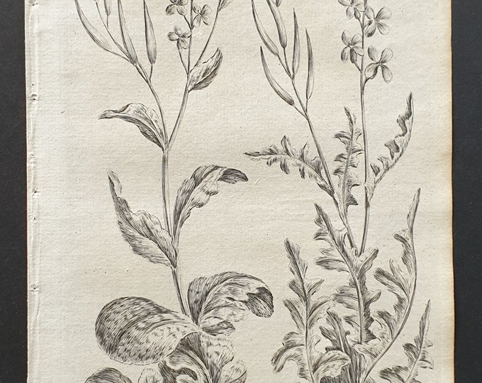 Turnep and Rocket Cabbage - Original 1802 Culpeper engraving (35)