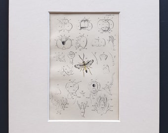 Details of the Common Dragonfly - Original c1860 hand coloured insect print in mount