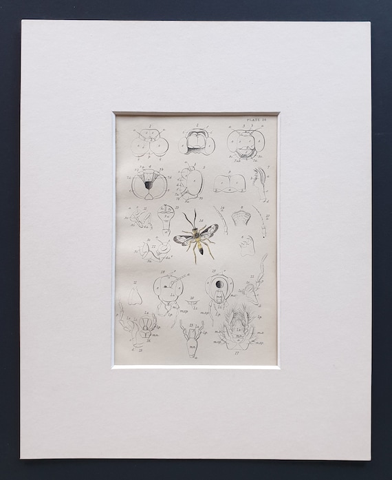 Details of the Common Dragonfly - Original c1860 hand coloured insect print in mount