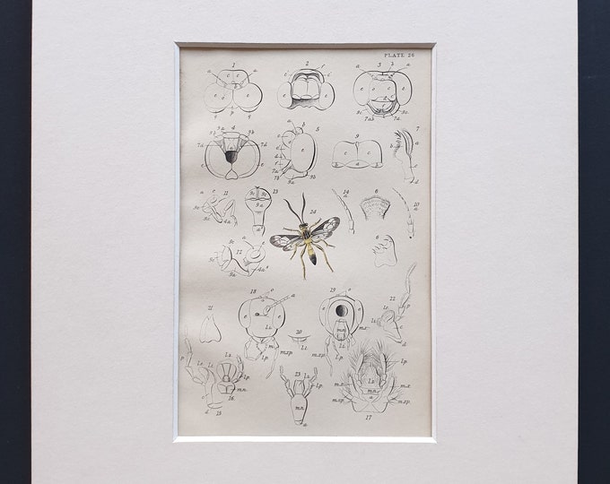 Details of the Common Dragonfly - Original c1860 hand coloured insect print in mount