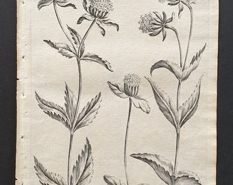Trifid Hemp, Dwarf Hemp and Undivided Hemp Agrimony- Original 1802 Culpeper engraving (3)