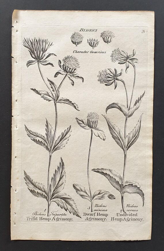 Trifid Hemp, Dwarf Hemp and Undivided Hemp Agrimony- Original 1802 Culpeper engraving (3)