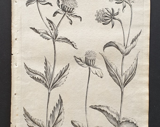 Trifid Hemp, Dwarf Hemp and Undivided Hemp Agrimony- Original 1802 Culpeper engraving (3)