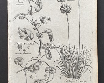 Branchy Burweed, Common Thrift and Common Marsh Pennywort - Original 1802 Culpeper engraving (166)