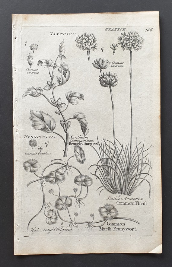 Branchy Burweed, Common Thrift and Common Marsh Pennywort - Original 1802 Culpeper engraving (166)