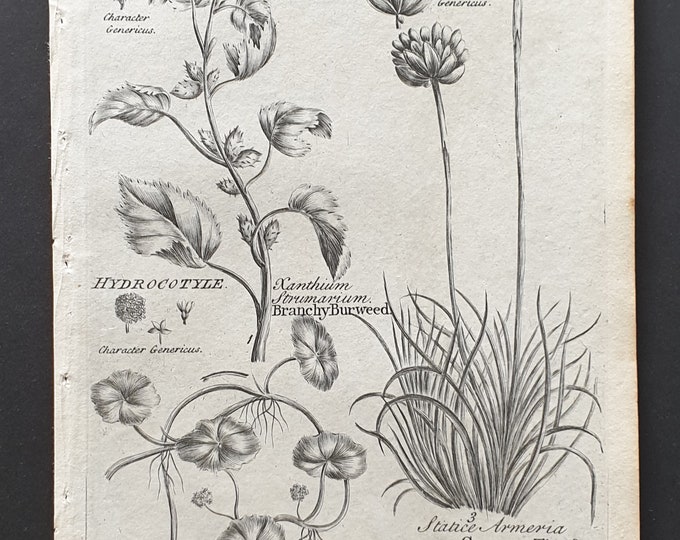 Branchy Burweed, Common Thrift and Common Marsh Pennywort - Original 1802 Culpeper engraving (166)