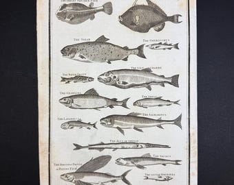 Fishes - Original c1785 Antique Print