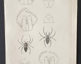 Original 1833  Baron Cuvier arachnid print