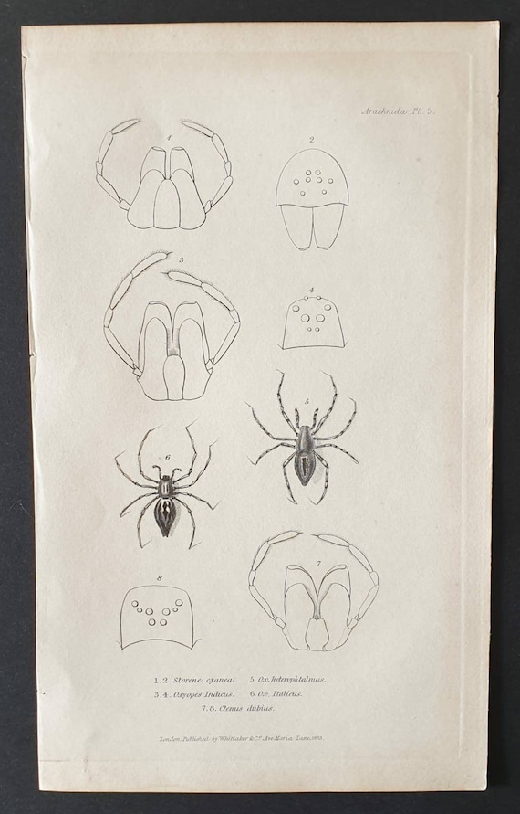 Original 1833  Baron Cuvier arachnid print