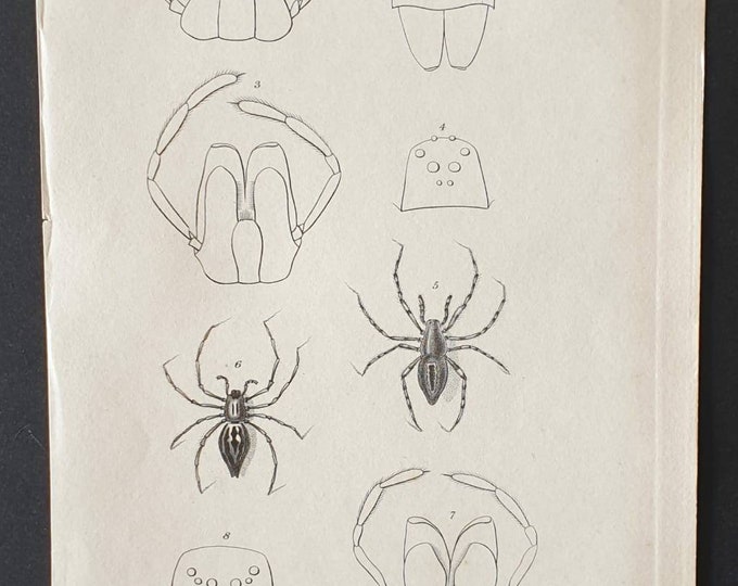 Original 1833  Baron Cuvier arachnid print