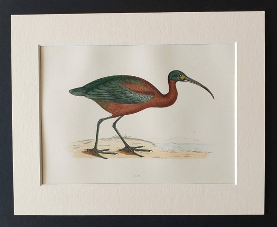 Original 1891 hand coloured bird print in mount - Ibis