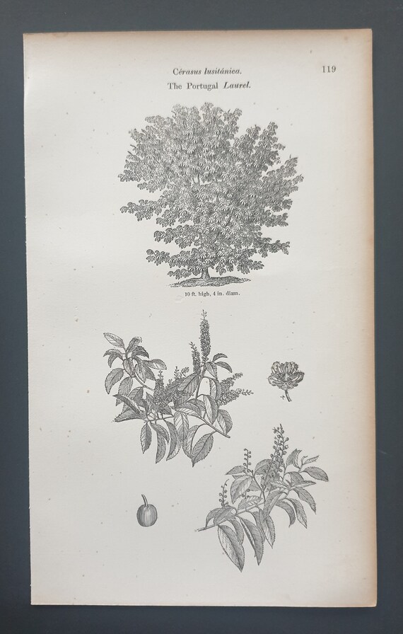 The Portugal Laurel - Original 1844 print