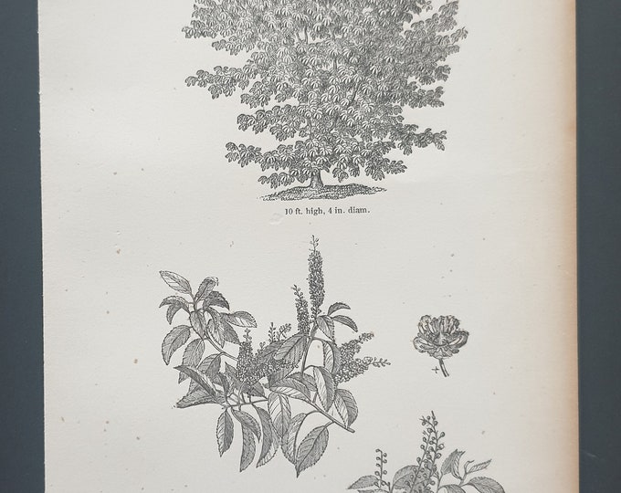 The Portugal Laurel - Original 1844 print