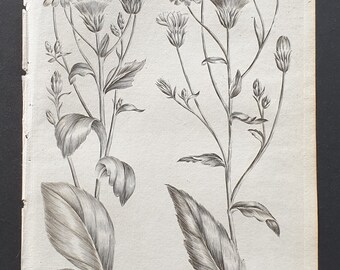 Broad Leaved, and Narrow Leaved Bushy Hawkweed - Original 1802 Culpeper engraving (76)