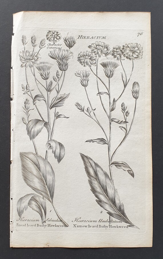 Broad Leaved, and Narrow Leaved Bushy Hawkweed - Original 1802 Culpeper engraving (76)