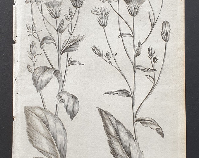 Broad Leaved, and Narrow Leaved Bushy Hawkweed - Original 1802 Culpeper engraving (76)