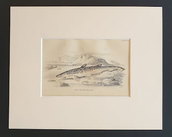 Black Mouthed Dog Fish - Original c1860 hand coloured fish print in mount