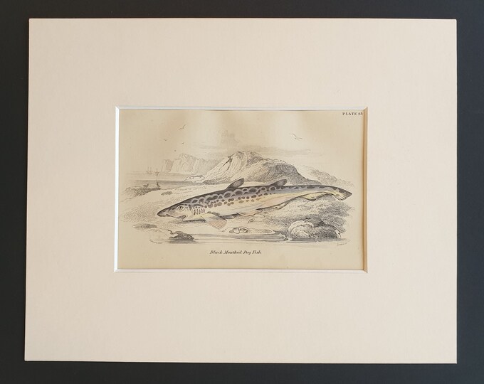 Black Mouthed Dog Fish - Original c1860 hand coloured fish print in mount