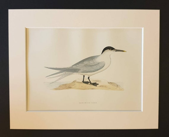 Original 1891 hand coloured bird print in mount - Sandwich Tern