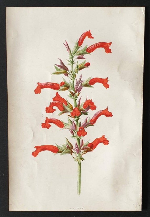 Original 1890 flower print - Salvia