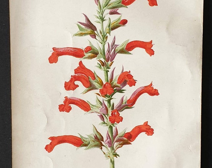 Original 1890 flower print - Salvia