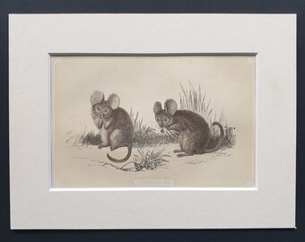 Chinchillas - Original 1851 John Tallis woodblock print