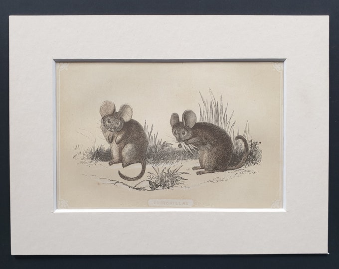 Chinchillas - Original 1851 John Tallis woodblock print